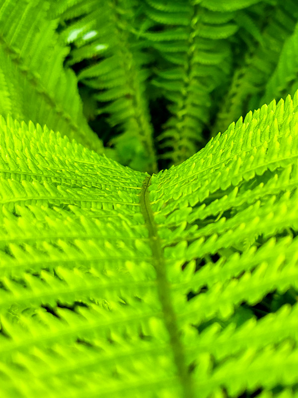 flora & fauna in Silz, Tirol